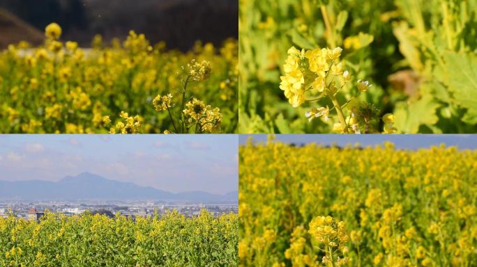 春天 春季 油菜花