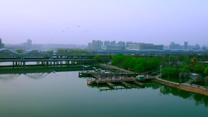 西安浐灞春景白鹭