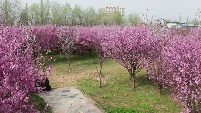 航拍樱花园