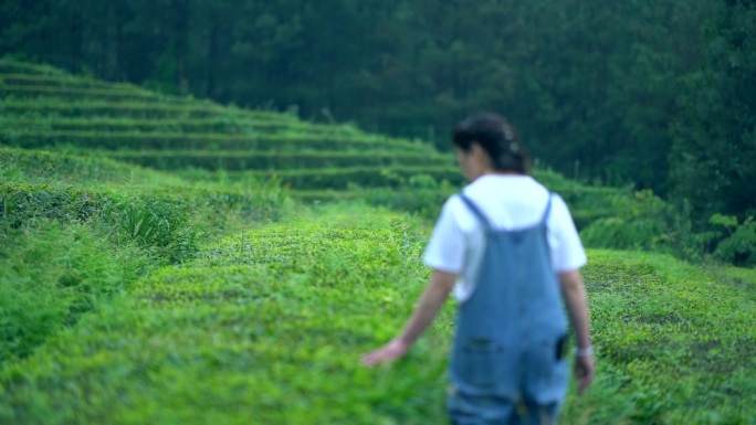 茶园 茶叶 喝茶 茶 康养 生态