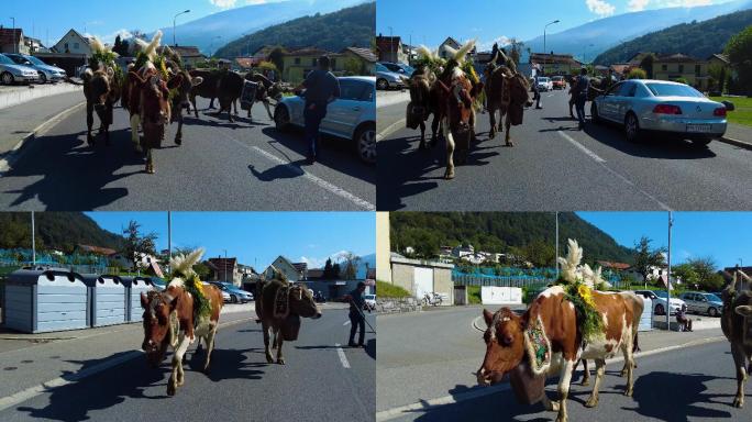 夏末，人们把牛从山上赶下山谷。