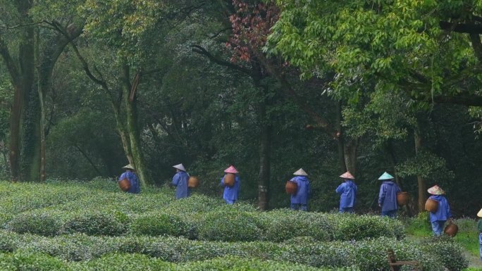 春天杭州西湖龙井采茶工