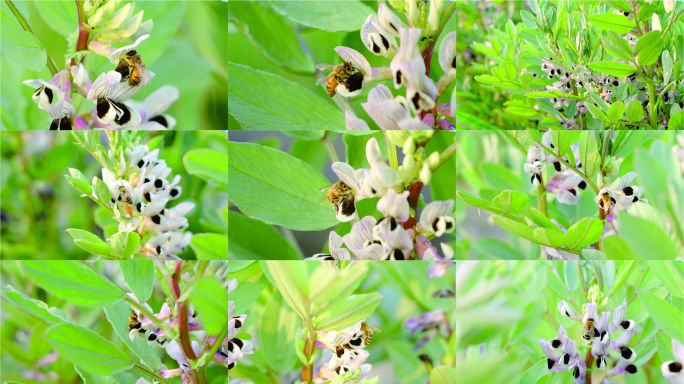 胡豆花蜜蜂1