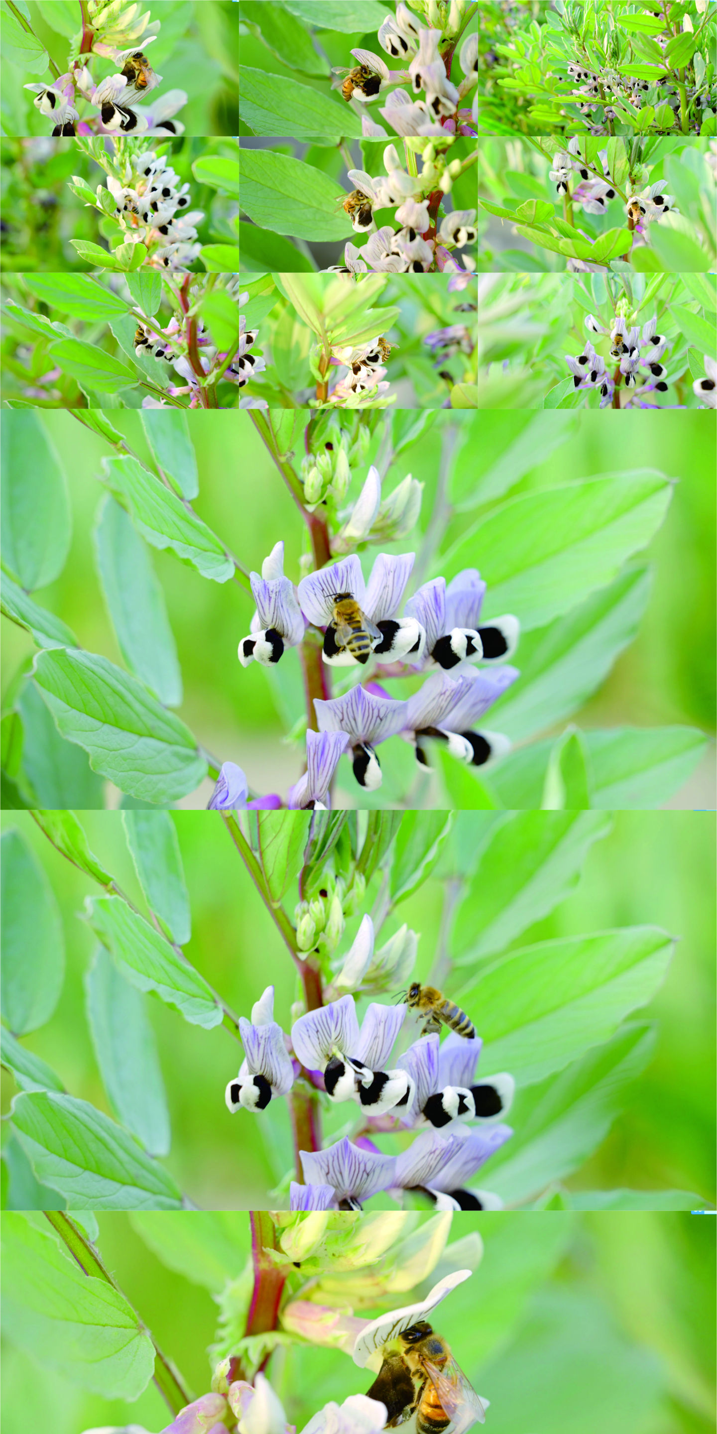 胡豆花蜜蜂1