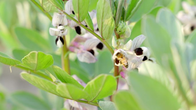 胡豆花蜜蜂1