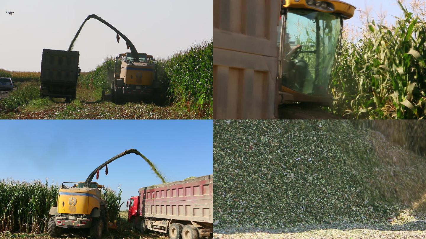 青储饲料收收割玉米农业机械化养殖生态产业