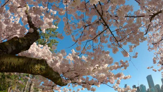阳光下的樱花树下唯美意境风光风景