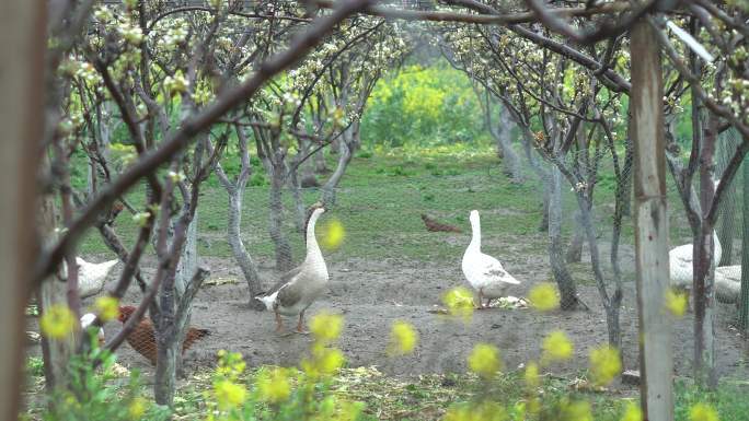 农村放养的鸭子 鹅