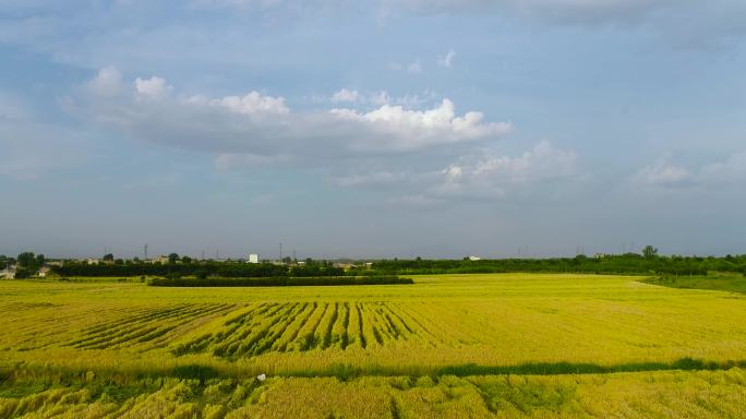 平原地区金黄麦田航拍