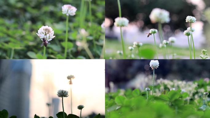 鲜花和蜜蜂特写