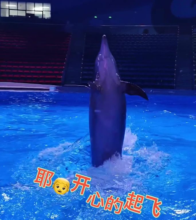 海豚白鲸海狮萌宠海洋生物海世界视频素材