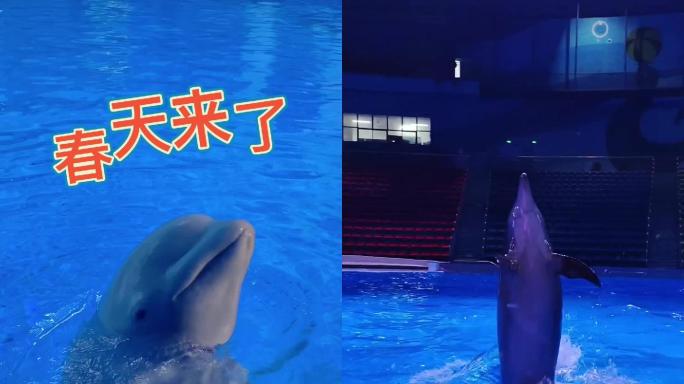 海豚白鲸海狮萌宠海洋生物海世界视频素材