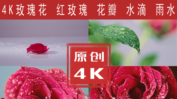 红玫瑰4K