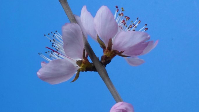 桃花开花延时唯美空镜-10