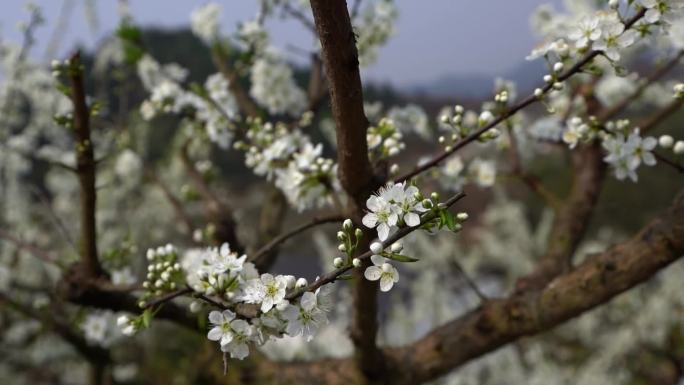 山上李花盛开特写