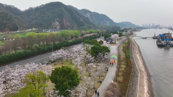 南京五马渡樱花大道航拍