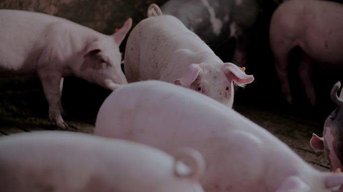 养猪场猪肉生产仔猪养殖