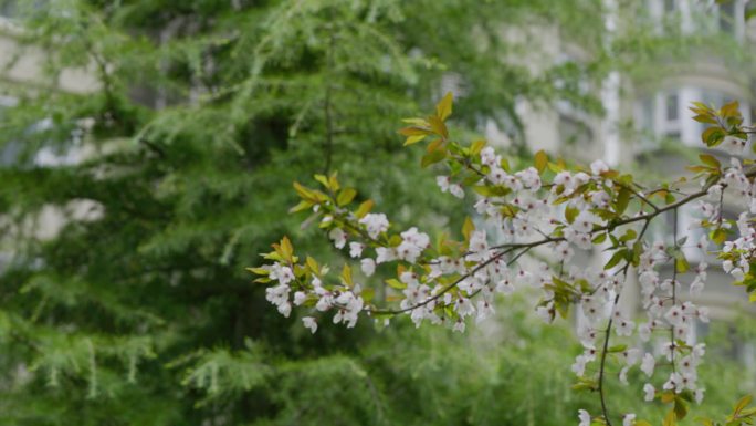 春天 花开 绿草 发芽