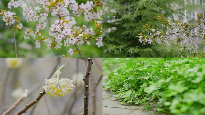 春天 花开 绿草 发芽