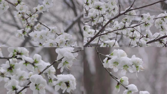 下雪白色挑花春天的信息春暖花开倒春寒