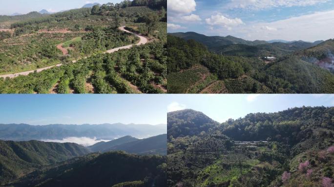 航拍，普洱茶，普洱茶山，网红茶山网红公路