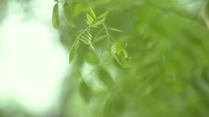 阳光明媚春风春意浓植物树枝树叶摇摆