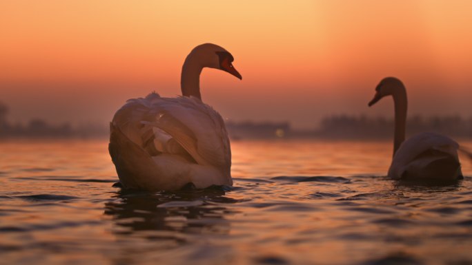 日落时湖面上漂浮着白天鹅