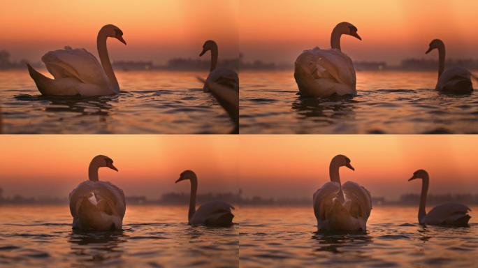 日落时湖面上漂浮着白天鹅