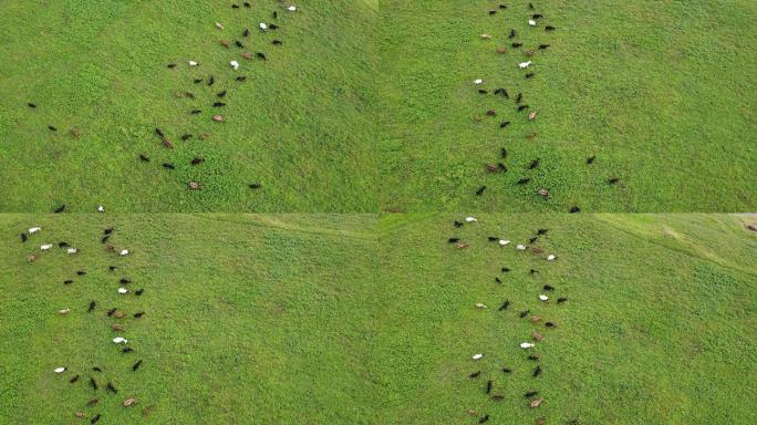 航拍草原上放养的羊群