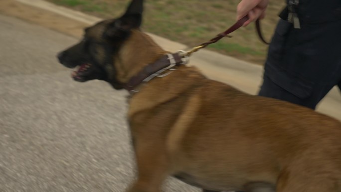 警官带着狗缉毒犬缉毒警海关边境