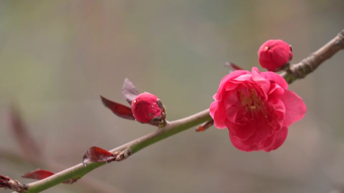 桃花梅花