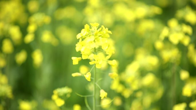 油菜花特写