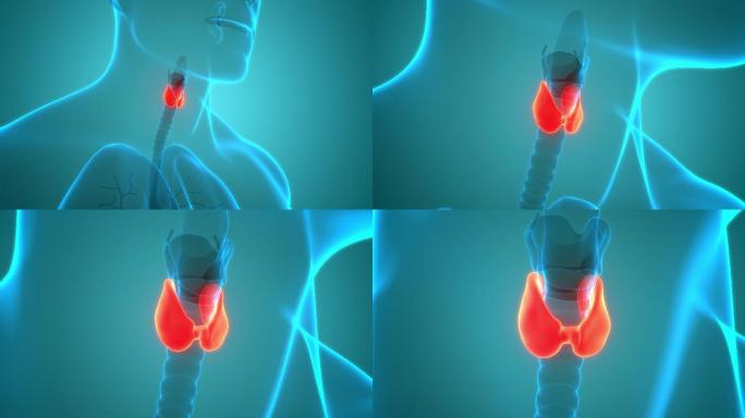 人体腺体甲状腺解剖学