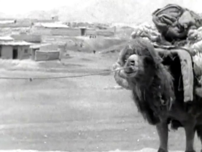 上世纪初骆驼商队