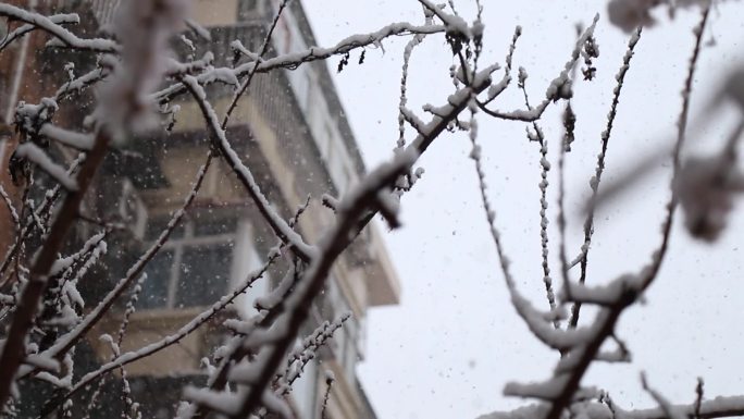 楼上赏雪雪中桃花 扑面而来的雪花长椅雪景