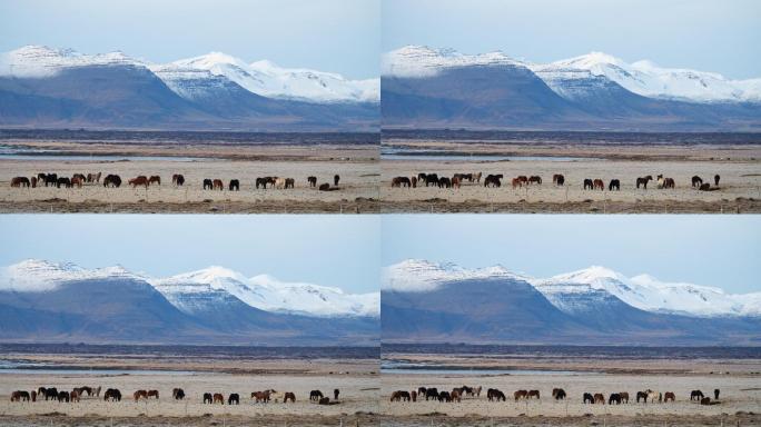 山上的马天山野马马群牧场雪山