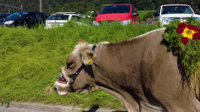瑞士的牛场奶牛游行传统节日传统节目