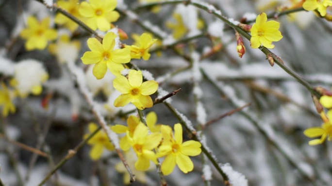 雪中的迎春花