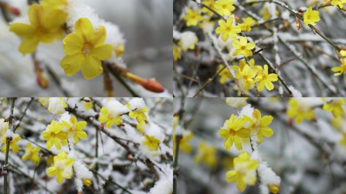雪中的迎春花