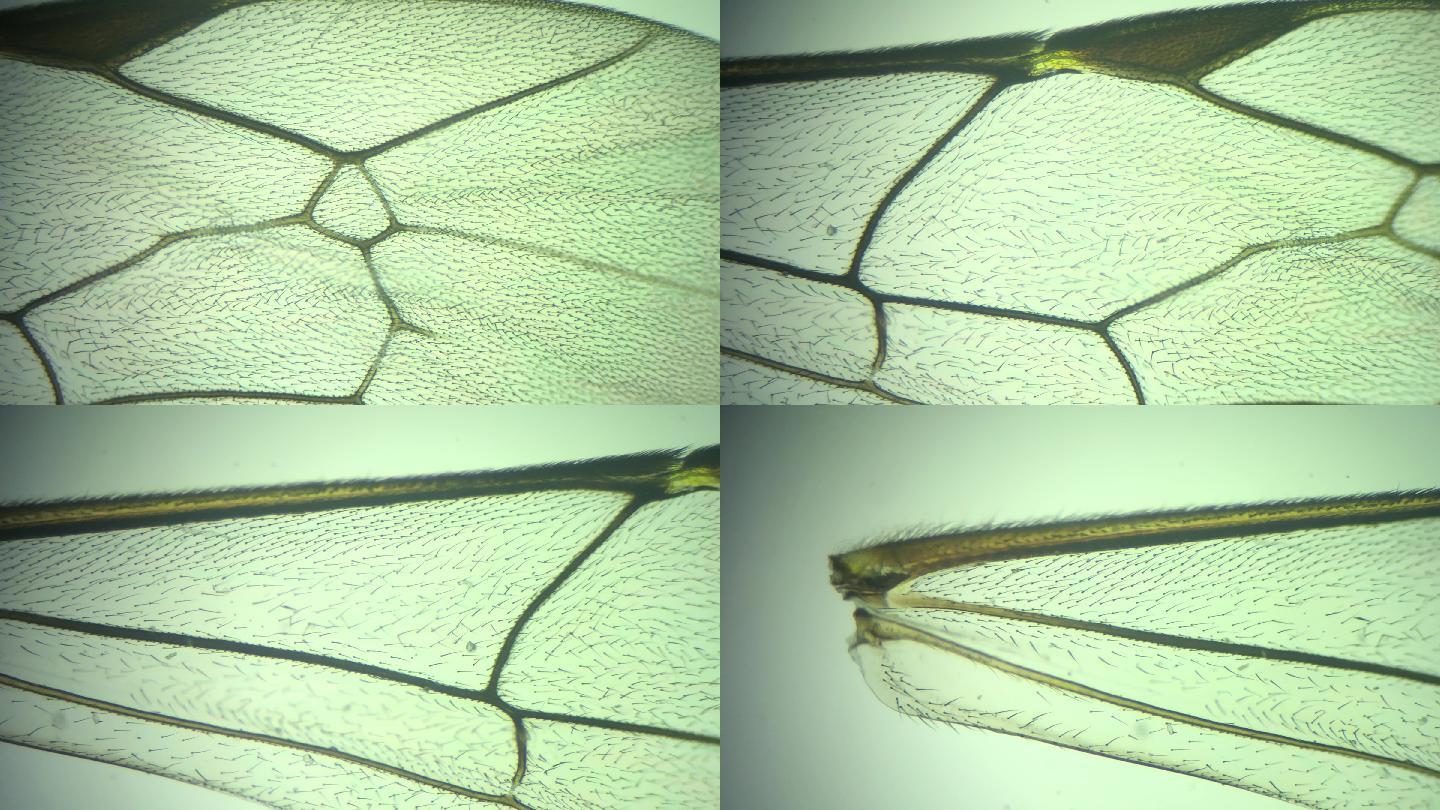 顯微鏡下放大100倍的昆蟲翅膀(膜翅目)
