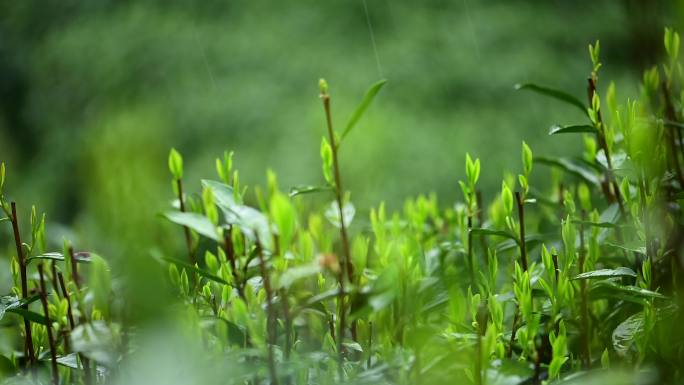 浙江杭州西湖龙井茶雨中茶叶特写雨后龙井茶