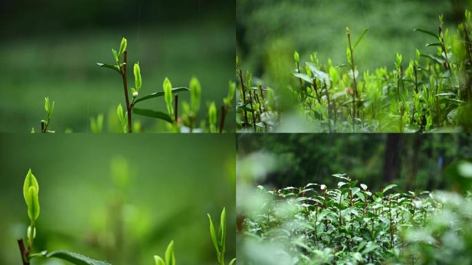 浙江杭州西湖龙井茶雨中茶叶特写雨后龙井茶