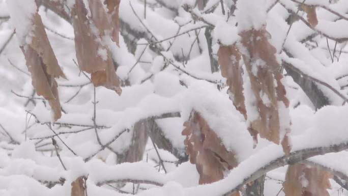 雪景鹅毛大雪下雪雪中黄叶积雪下雪雪中树叶