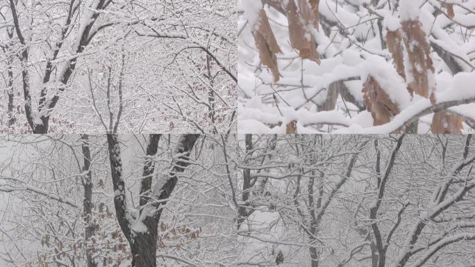 雪景鹅毛大雪下雪雪中黄叶积雪下雪雪中树叶