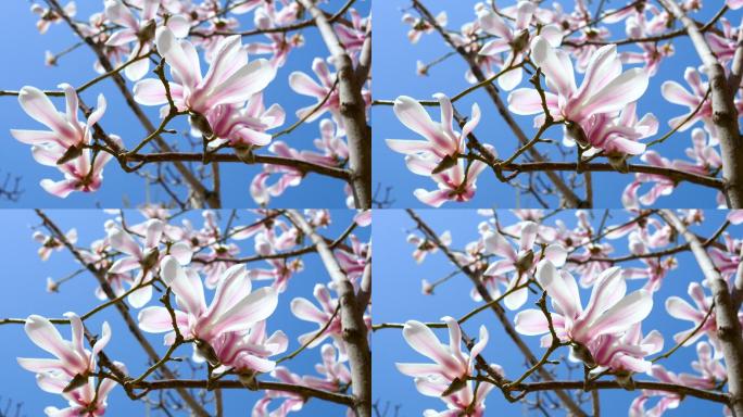 春天盛开的木兰花