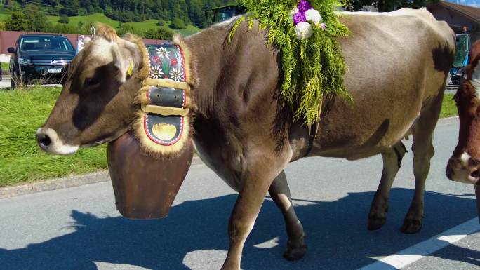 瑞士的牛场哺乳动物瑞士风光瑞士风景