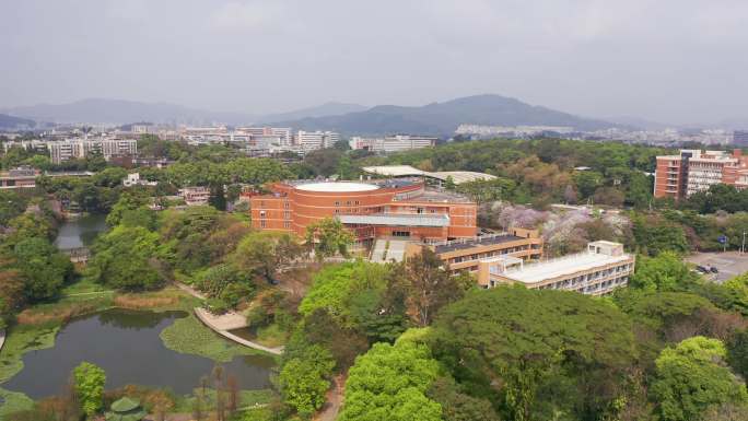 广州华南农业大学航拍紫荆花二