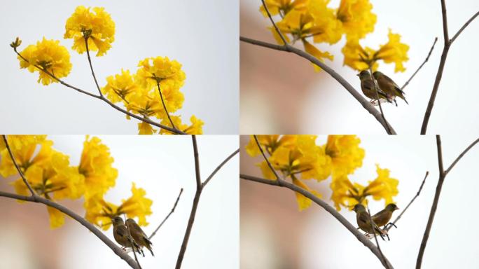 金翅雀欢快游弋在 黄花风铃木枝头