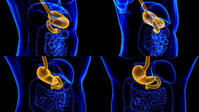 胃解剖医学概念三维人体消化系统