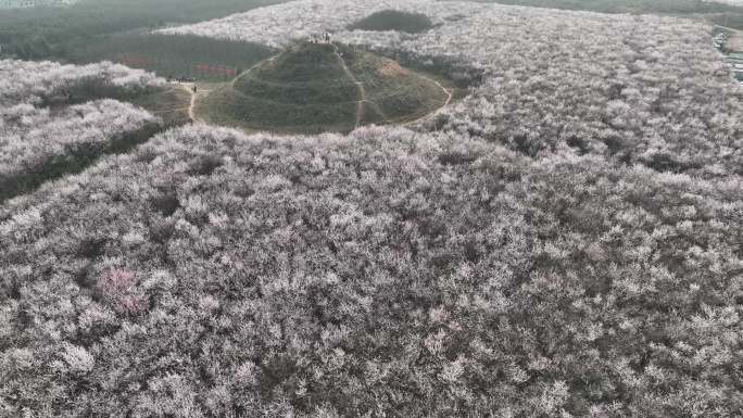 明秦王墓桃花花海航拍西安旅游十里桃花素材